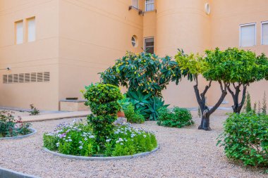 Modern bahçe düzenleme tasarım detayları. Uzun ömürlü yeşil çiçekler, bitkiler, açık havada güneşli bir günde apartmanın yanındaki ağaçlar..