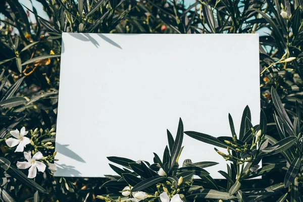 Mock up. Bblank white display board, canvas frame, rectangular board placed near tropical plant flower bush shrub outdoors.