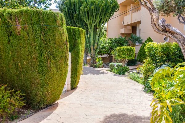 Modern bahçe düzenleme tasarım detayları. Uzun ömürlü yeşil çiçekler, bitkiler, açık havada güneşli bir günde apartmanın yanındaki ağaçlar..