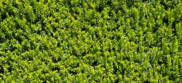Parete Naturale Foglia Verde Giungla Urbana Giardinaggio Verticale Primo Piano — Foto Stock