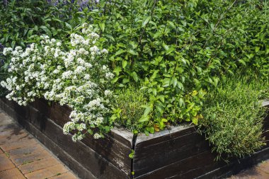 Şehir bahçesindeki ahşap yataklarda otlar, baharatlar ve sebzeler yetiştiriyordu. Taze organik mutfak bahçesi..