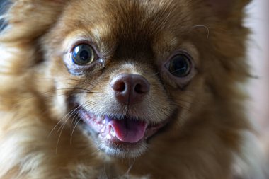 Şirin kahverengi köpek yavrusu chihuahua dilini uzatmış kameraya bakıyor..