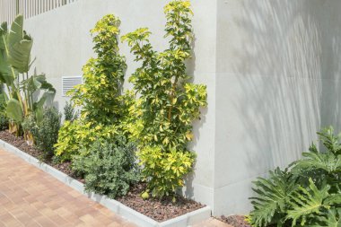 Modern tasarım bahçe peyzajı. Yeşil bitkiler, doğal kahverengi ağaç kabuğu nea bina duvarıyla kaplanmış..