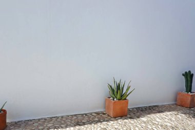 Eski şehir caddesinde beyaz bina duvarında saksı bitkileri ve kaldırımlar var..