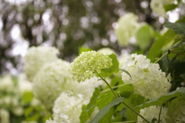 Güzel Beyaz Ortanca Peyzaj Fotoğrafçılığı