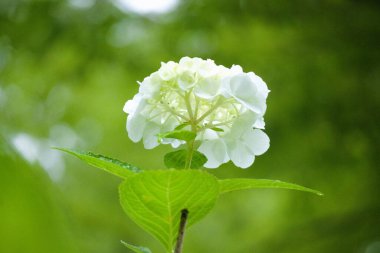 Güzel Beyaz Ortanca Peyzaj Fotoğrafçılığı