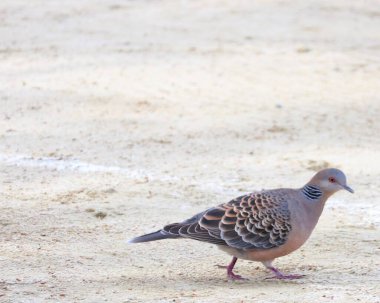 Doğu kaplumbağa güvercini (Streptopelia orientalis)