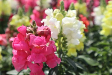 Renkli aslanağzı çiçekleri olan çiçek yatakları.