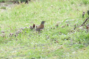 Otların üzerinde beyaz kanatlı leylek kuşu