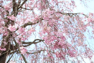 Kiraz çiçekleri Tam çiçek İlkbahar