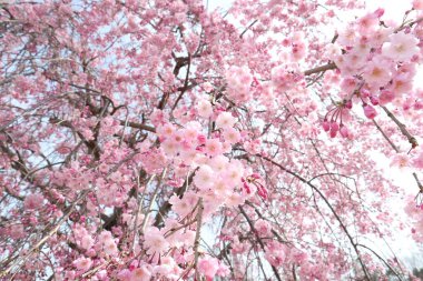 Kiraz çiçekleri Tam çiçek İlkbahar
