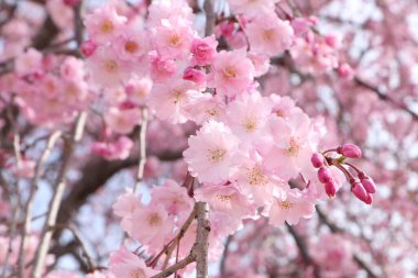Kiraz çiçekleri Tam çiçek İlkbahar