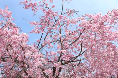 Kiraz çiçekleri Tam çiçek İlkbahar