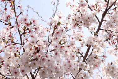 Kiraz çiçekleri Tam çiçek İlkbahar