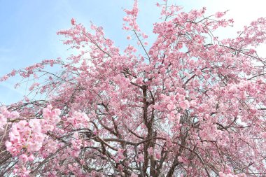 Kiraz çiçekleri Tam çiçek İlkbahar