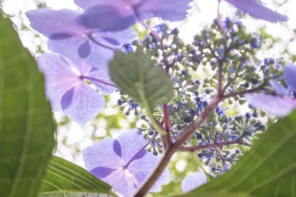 Mevsimlik Güzellik: Tamamen Çiçek Açan Ortanca