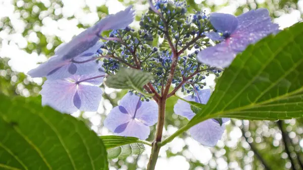 Mevsimlik Güzellik: Tamamen Çiçek Açan Ortanca