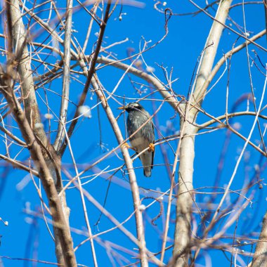 Sığırcıklar kışın mavi gökyüzüne karşı bir ağaca tünediler.