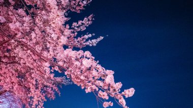 Aydınlatılmış muhteşem gece kiraz çiçekleri