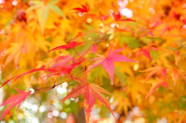 Güneşli bir günde canlı renkli yapraklar.