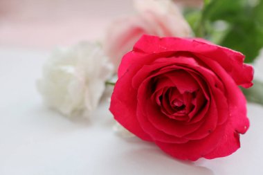 Kırmızı, Pembe, Beyaz Güller ve Karanfil 'e yakın çekim