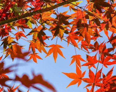 Parlak Kırmızı Akçaağaç Açık Mavi Gökyüzüne Karşı Yapraklar