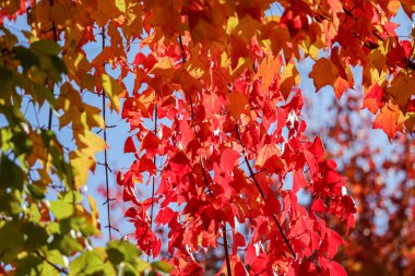 Yaprak Ağaç Sonbaharda Renkleniyor