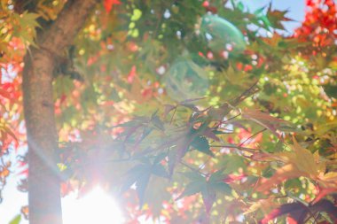 Akçaağaç Yaprakları Yumuşak Sonbahar Günışığında