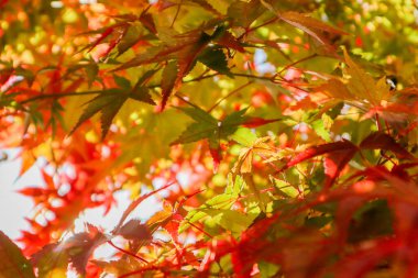 Akçaağaç Yaprakları Yumuşak Sonbahar Günışığında