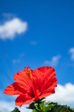 Mavi gökyüzünde Hibiscus