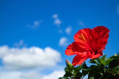 Mavi gökyüzünde Hibiscus