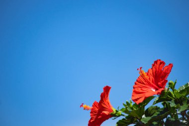 Mavi gökyüzünde Hibiscus