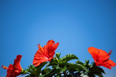 Mavi gökyüzünde Hibiscus