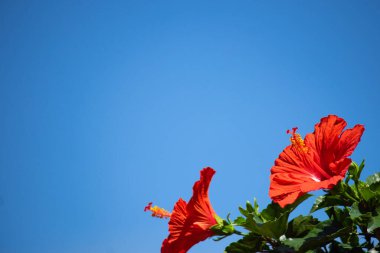 Mavi gökyüzünde Hibiscus