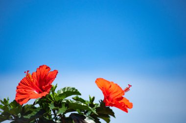 Mavi gökyüzünde Hibiscus