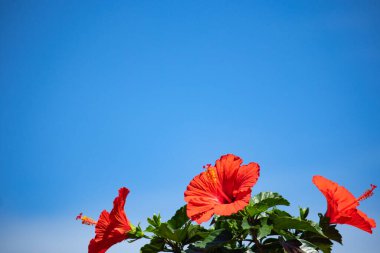 Mavi gökyüzünde Hibiscus