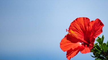 Mavi gökyüzünde Hibiscus