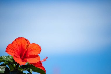 Mavi gökyüzünde Hibiscus