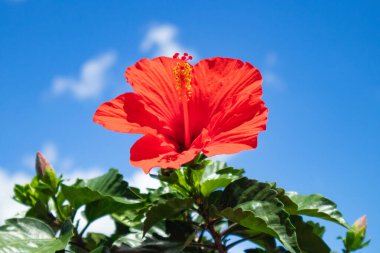 Mavi gökyüzünde Hibiscus
