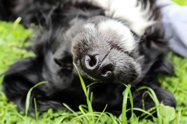 A black dog\'s wet nose in green grass.The dog enjoys the summer sun while lying in the meadow.