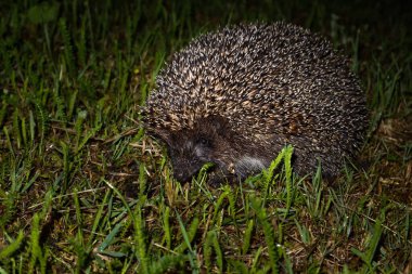 A little hedgehog walks through the meadow at night.The hedgehog is not afraid at all and allows himself to be photographed looking at the camera. clipart