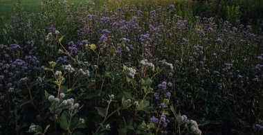 A meadow full of purple flowers.What a secret this purple flower has a thistle that blooms.