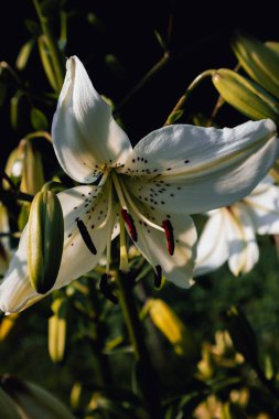 A white lily flower looks at the ground.Around the flower are decorated buds, which will soon open and will be like a butterfly that will turn from a caterpillar into a charming butterfly. clipart