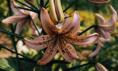 Bu güzel çiçeğin kokusunu hissedebiliyor musun? Çalan ve çiçeği sıradışı yapan inanılmaz güzel çiçek renkleri.