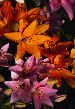 Güzel, büyük çiçekli zambaklar büyüleyici olabilir. Baş döndürücü sulu renkler - pembe ve turuncu.