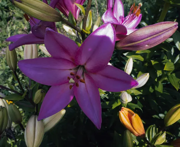 stock image Pink beauty of wide flowers, delightful smell.The most beautiful flower in the garden, which makes the garden like a fairy tale, are lilies.