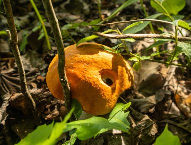 Ormanın çalıları arasında yalnız bir mantar bulunabilir. Turuncu mantar dallar arasında sıkışıp kalmış..