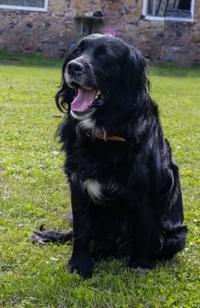 Kedi kameraya bakarken mutlu bir şekilde dinleniyor. Bir köpekle gösteriş yapan komik bir fotoğraf..