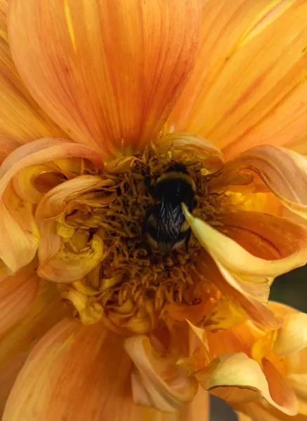 stock image A bee suck honeydew from flower.This delightful scene shows a bee rapidly sucking honey from a flower. The colorful flower attracts attention with its vitaliity, but the bee's attention  shows nature and its beauty. This picture is perfect example of