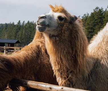 Detaylı bir deve yakın çekim yemyeşil bir frorest önünde duruyor.